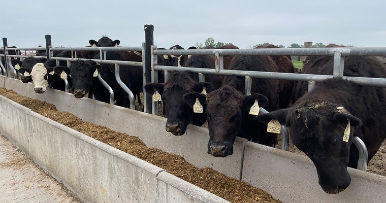 पशुओं को खाना